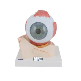 Eye Model, 5 times full-size, 7 part