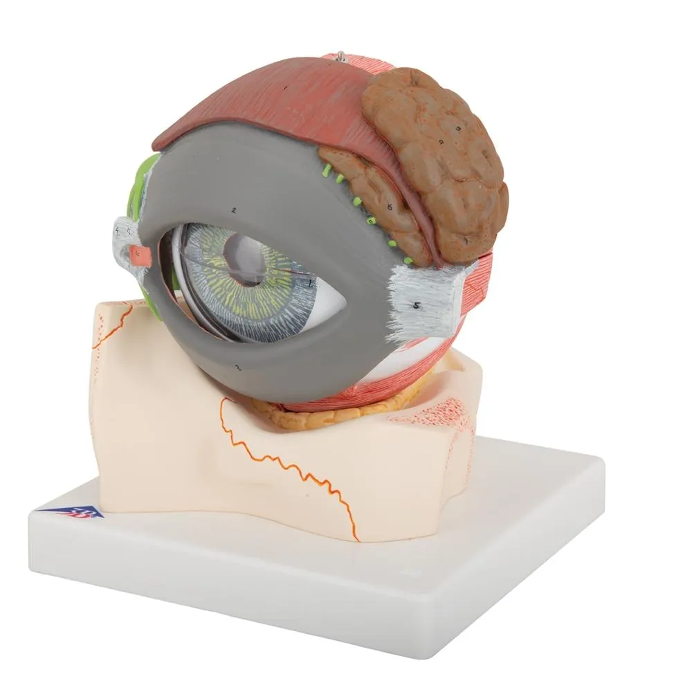 Giant Eye Model, 5 Times Full-size, 8 part